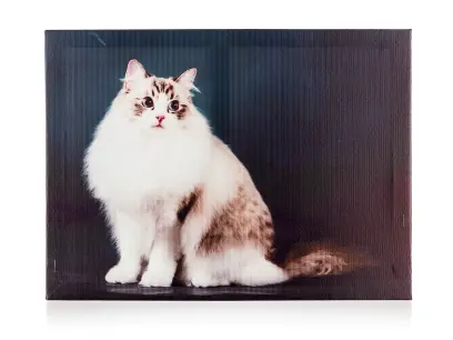 Obraz CAT 40x30x2cm
