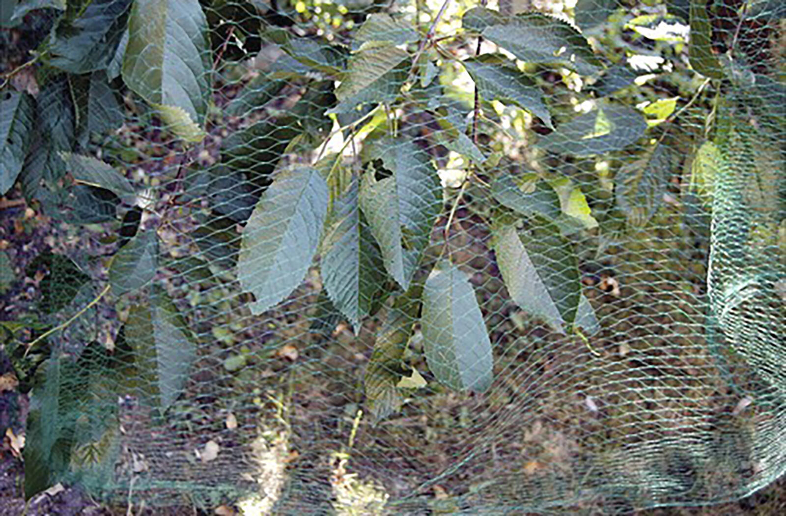 síť ochranná proti ptactvu 3x 5m 0.1 Kg MTA MAXMIX Sklad14 536204